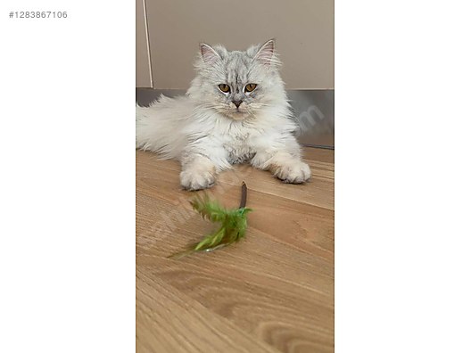 Hayvanlar Alemi / Evcil Hayvanlar / Kedi / Melez