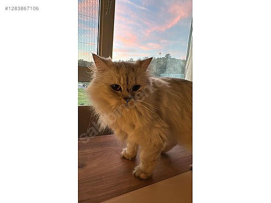 Hayvanlar Alemi / Evcil Hayvanlar / Kedi / Melez