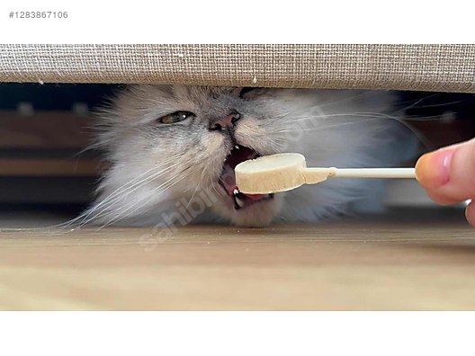 Hayvanlar Alemi / Evcil Hayvanlar / Kedi / Melez