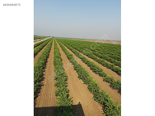 Sevsinler Gayrimenkulden 4 Yasinda Limon Bahcesi Satilik Arsa Ilanlari Sahibinden Com Da 856868675