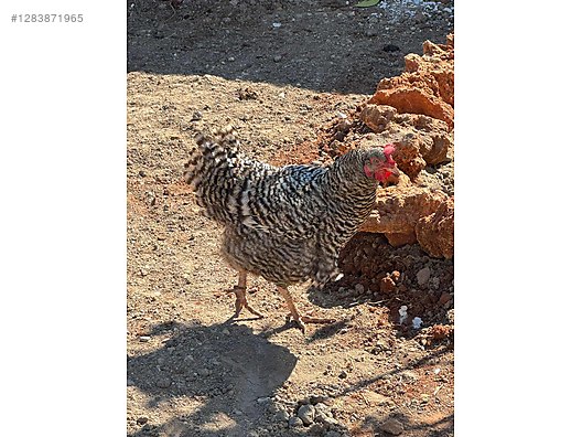 Hayvanlar Alemi / Kümes Hayvanları / Tavuk