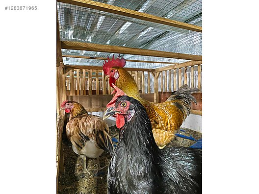 Hayvanlar Alemi / Kümes Hayvanları / Tavuk