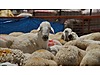 Pets & Livestock / Small Livestock / Sheep