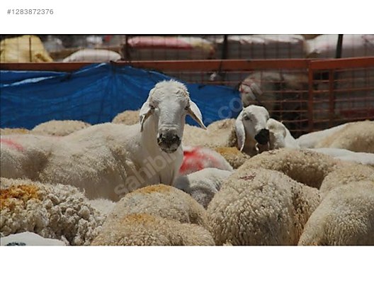 Pets & Livestock / Small Livestock / Sheep