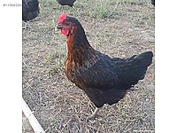 En az sipariş 50 adettir altında SATIŞIMIZ yoktur️ Fiyatlarimiz #1283872548