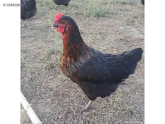 Hayvanlar Alemi / Kümes Hayvanları / Tavuk