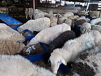 ADAKLIK ETLİK KOYUNLAR EN UYGUN FİYATLARLA KESİM BEDAVA #1283872575