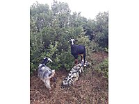 satilik keci cinsleri ve fiyatlari sahibinden com da 4 satilik keci cinsleri ve fiyatlari sahibinden com da 4