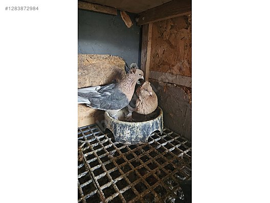 Pets & Livestock / Poultry & Fowl / Pigeons