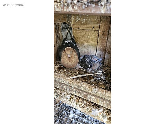 Pets & Livestock / Poultry & Fowl / Pigeons