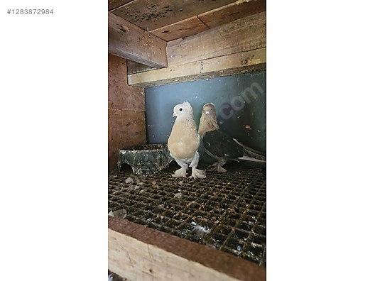 Pets & Livestock / Poultry & Fowl / Pigeons