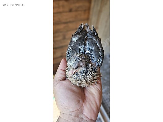 Pets & Livestock / Poultry & Fowl / Pigeons