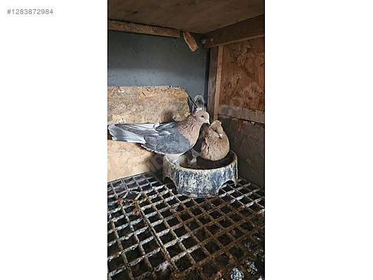 Pets & Livestock / Poultry & Fowl / Pigeons