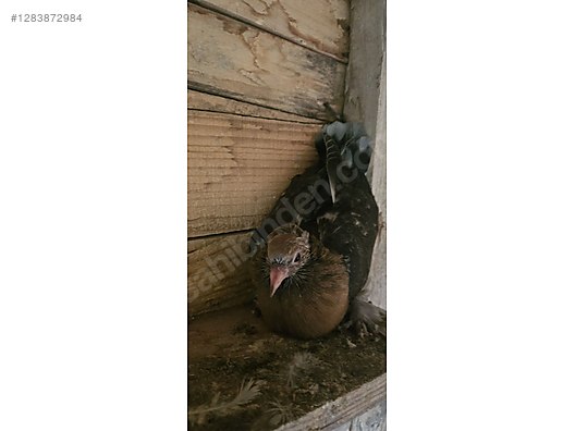 Pets & Livestock / Poultry & Fowl / Pigeons