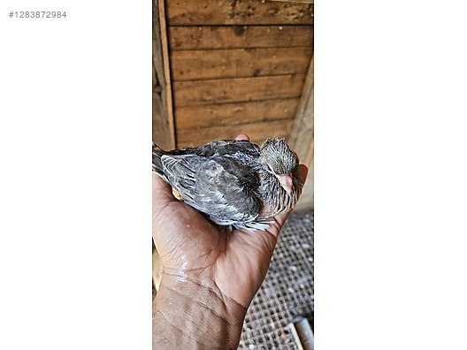 Pets & Livestock / Poultry & Fowl / Pigeons