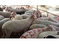 ADAKLIK AKİKA ETLİK KOYUNLAR MÜKEMMEL FİYATLAR KESİM BEDAVA #1283873108