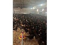 En az sipariş 50 adettir altında SATIŞIMIZ yoktur️ Fiyatlarimiz #1283873176