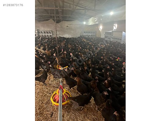 Pets & Livestock / Poultry & Fowl / Chickens