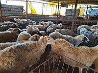 ADAKLIK ETLİK KOYUNLAR EN UYGUN FİYATLARLA KESİM BEDAVA #1283873328