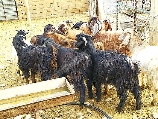 Hayvanlar Alemi / Küçükbaş Hayvanlar / Keçi