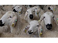 HİJYENİK ORTAMDA KESİM YAPILIR ÖZENLE PAKETLENİP SİZE VERİLİR #1283873443