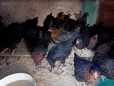 Tavuk 1 Kan Ataks 1000 Gr Ucretsiz Sevkiyat Sahibinden Comda 899873787