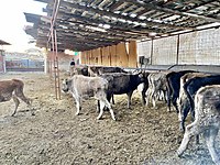 Ankara Satilik Buyukbas Hayvanlar Ilanlari Ve Fiyatlari Sahibinden Com Da