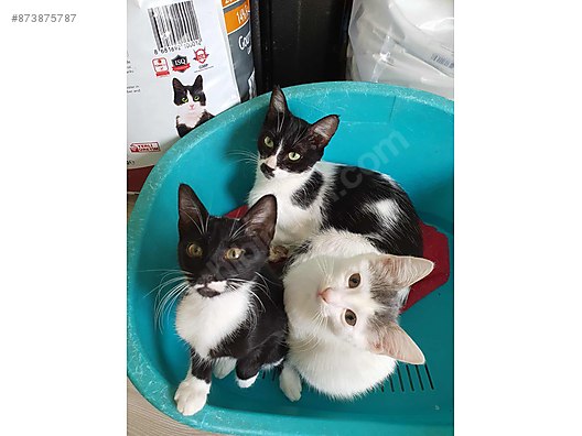 Kedi Diger Irklar Anne Suruyle Buyumus 3 5 Aylik Smokin Disi Kardesler Sahibinden Comda 873875787