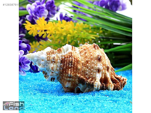 Pets & Livestock / Marine Animals / Snails