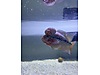 Pets & Livestock / Aquarium Fish / Cichlids / Flowerhorn