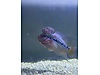 Pets & Livestock / Aquarium Fish / Cichlids / Flowerhorn