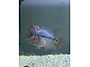 Pets & Livestock / Aquarium Fish / Cichlids / Flowerhorn