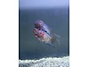 Pets & Livestock / Aquarium Fish / Cichlids / Flowerhorn