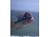 Pets & Livestock / Aquarium Fish / Cichlids / Flowerhorn