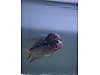 Pets & Livestock / Aquarium Fish / Cichlids / Flowerhorn