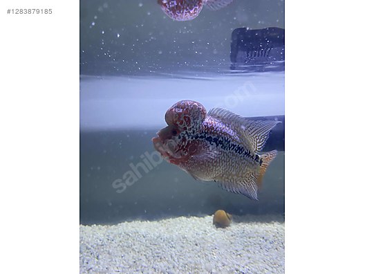 Pets & Livestock / Aquarium Fish / Cichlids / Flowerhorn