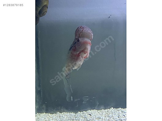 Pets & Livestock / Aquarium Fish / Cichlids / Flowerhorn
