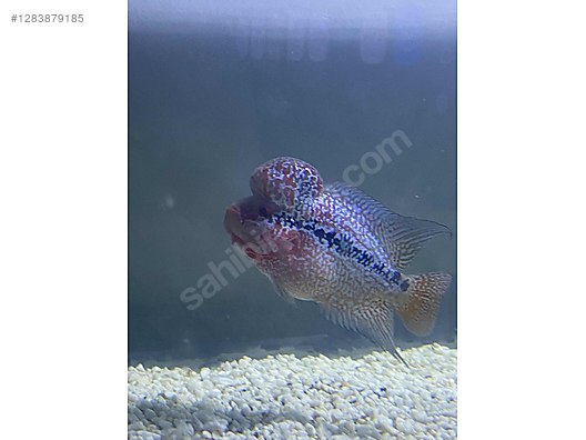 Pets & Livestock / Aquarium Fish / Cichlids / Flowerhorn