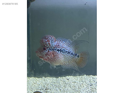Pets & Livestock / Aquarium Fish / Cichlids / Flowerhorn