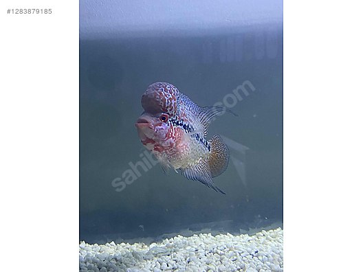 Pets & Livestock / Aquarium Fish / Cichlids / Flowerhorn