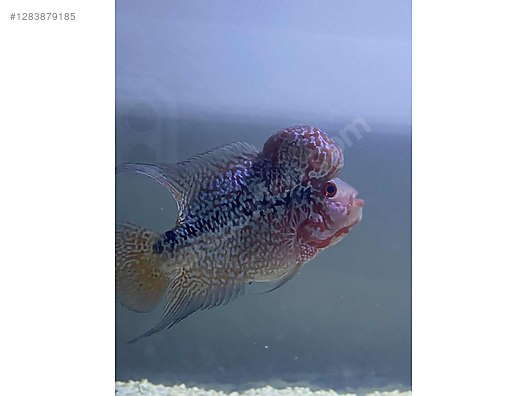 Pets & Livestock / Aquarium Fish / Cichlids / Flowerhorn