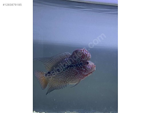 Pets & Livestock / Aquarium Fish / Cichlids / Flowerhorn
