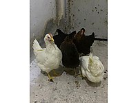 EN AZ 50 KLAVZUDA ATAKS BLACK NİCK LOHMAN TİNTED LİGORİN #1283879864