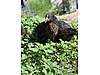 Pets & Livestock / Poultry & Fowl / Chickens