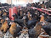 Pets & Livestock / Poultry & Fowl / Chickens