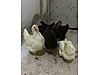 Pets & Livestock / Poultry & Fowl / Chickens