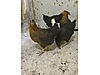 Pets & Livestock / Poultry & Fowl / Chickens