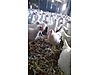 Pets & Livestock / Poultry & Fowl / Chickens