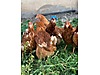 Pets & Livestock / Poultry & Fowl / Chickens
