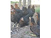Pets & Livestock / Poultry & Fowl / Chickens